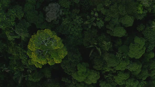 Aerial top down view of tropical forest tree canopy, Amazon forest from above