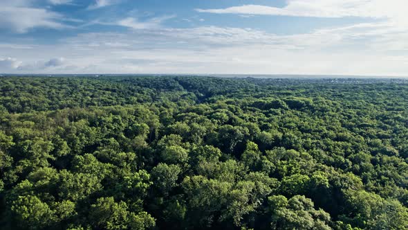 Aerial View Summer Forest