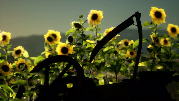 Old Vintage Style Scythe and Sunflower Field