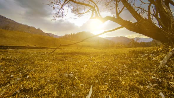 Time Lapse of Death Tree and Dry Yellow Grass at Mountian Landscape with Clouds and Sun Rays