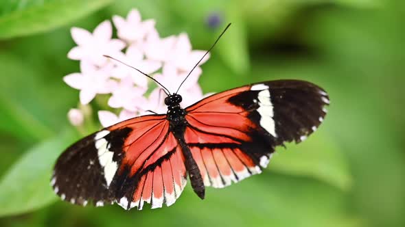 Tropical Exotic Butterfly Heliconius Erato in Jungle Rainforest Flying on Green Leaves, Macro Close