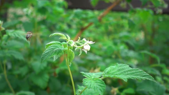 Bee on Raspberry Flowers