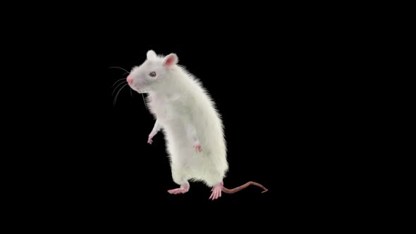 Rat Dancing Hd