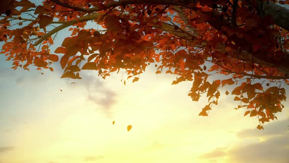 Autumn Tree At Sunset