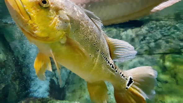 View of Fish Swimming in Planted Aquarium