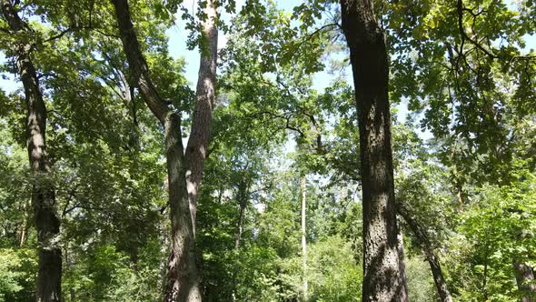 Green Forest with Trees By Day