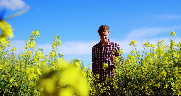 Man walking in mustard field