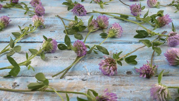 Fresh flowers of clover drops on vintage light blue wooden tabletop. Slow motion.