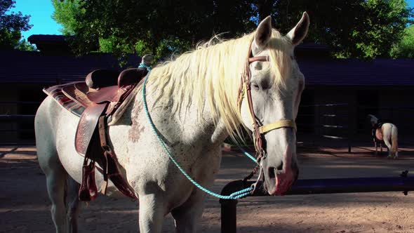 White horse with saddle tied to rail in ranch corral, Close Up