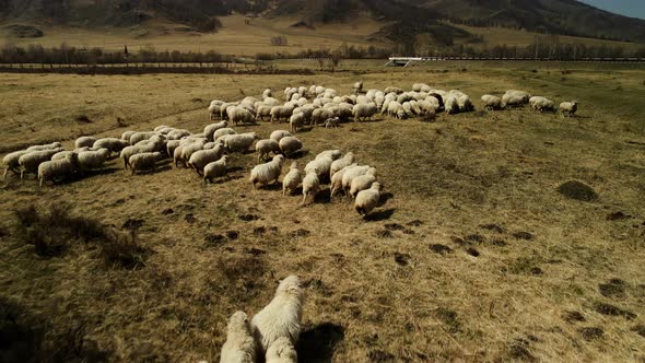 A Flock of Sheep Grazes in a Mountain Meadow