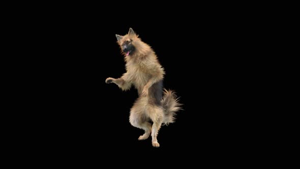 Dog Dance HD