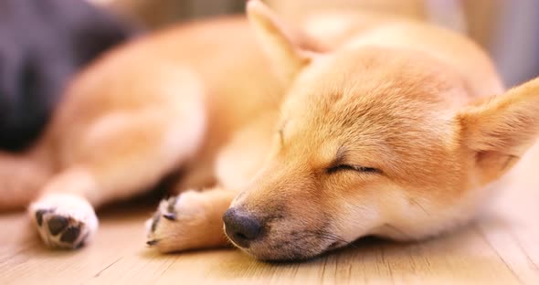 Pet owner touch on little puppy shiba inu dog 