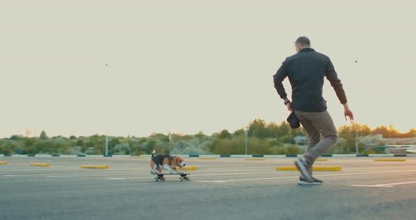 Beagle Dog Trains to Ride Skateboard with Its Owner in the Parking