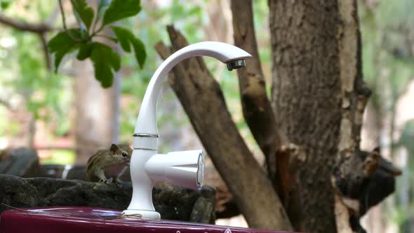 Chipmunk jumping from a tree to a water tab to drink water