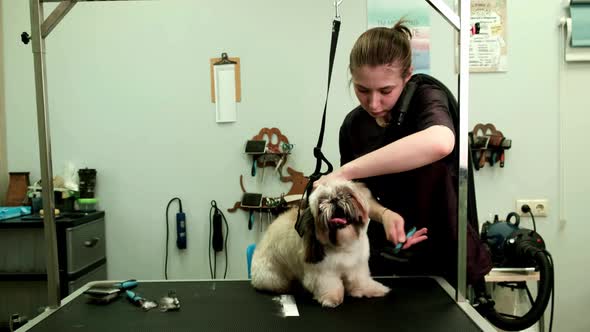 A Hairdresser in a Grooming Salon Blows a Hairdryer and Combs a Shih Tzu Dog