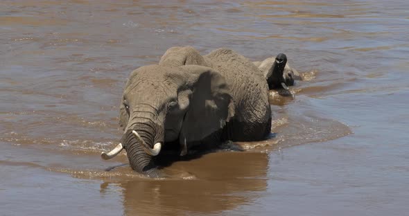 African Elephant, loxodonta africana, Mother and Calf crossing River, Masai Mara Park in Kenya