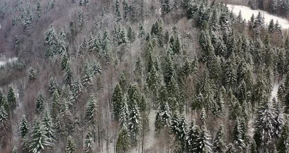 Aerial View of Forest Covered with Snow in Mountains