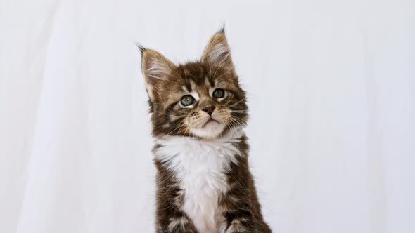 Cute Grey Kitten Maine Coon Breed Posing on a White Background