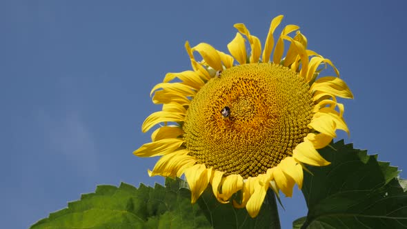 Big bumblebee worker insect on sunflower Helianthus annuus plant slow motion video