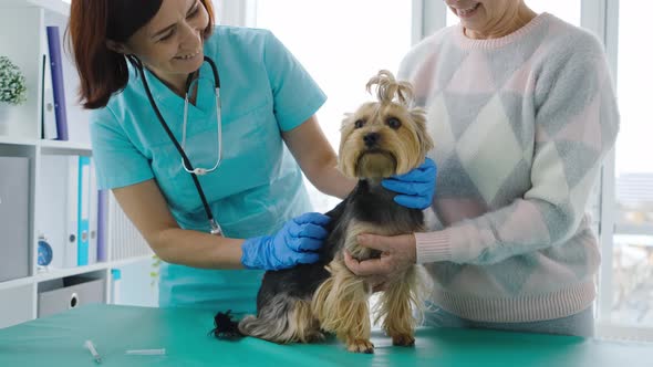 Veterinarian Checking Yorkshire Terrier Dog