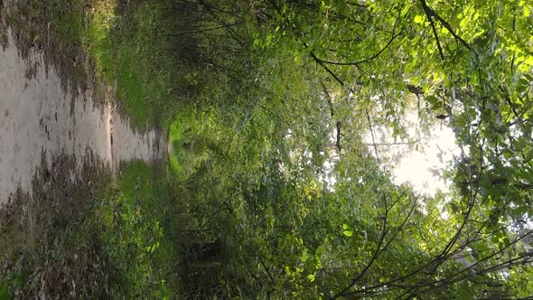 Vertical Video Aerial View of Trees in the Forest on an Autumn Day in Ukraine Slow Motion