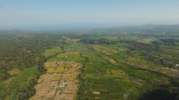 Landscape with Rice Terrace Field Bali Indonesia