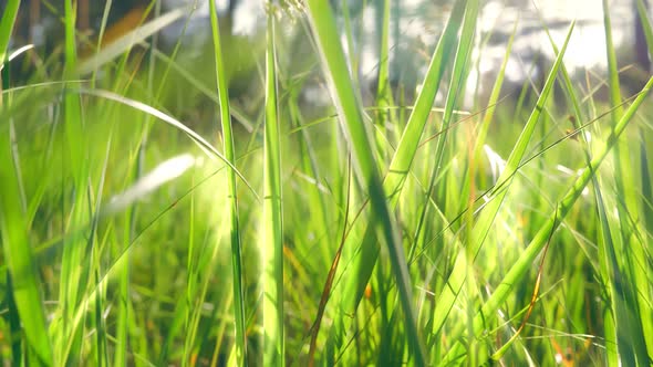 Summer Floral Moving Green Grass Field Sun Rays