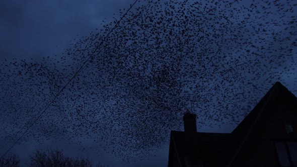 Starling Murmuration Overhead Village Street At Dusk