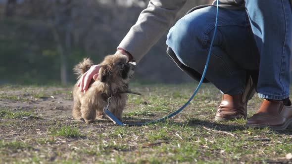 Man Hand Pets Nice Pedigreed Dog Standing on Green Lawn