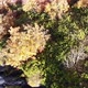 Drone Flight Over a Mountain Stream - VideoHive Item for Sale