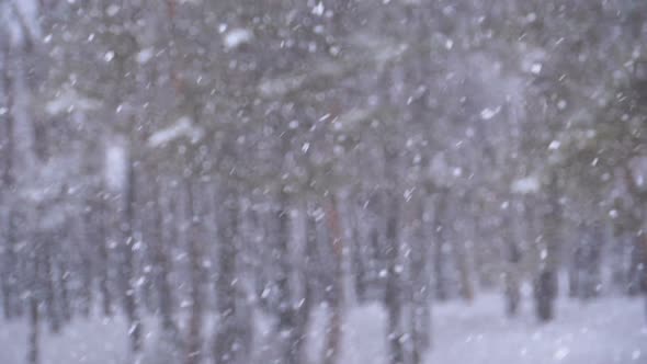 Snowfall Background in Winter Pine Forest with Snowy Christmas Trees. Slow Motion