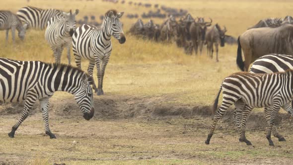 Zebras and wildebeests in Masai Mara