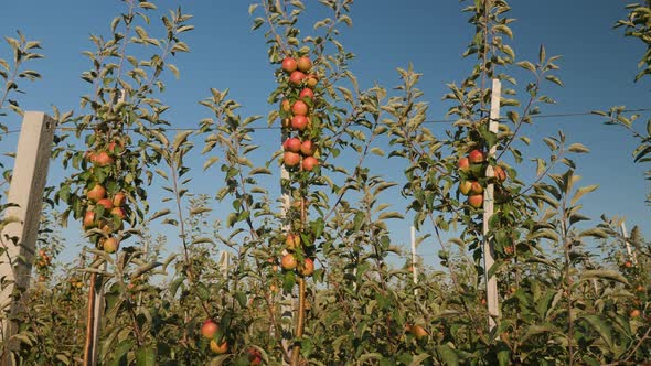 Ripe Juicy Apples on Branches in an Apple Orchard