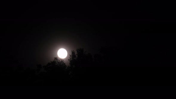 Full Moon Moves Behind the Silhouettes of Trees at Night