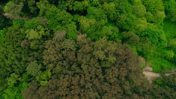 A Flight of the Camera Over the Tops of Green Trees