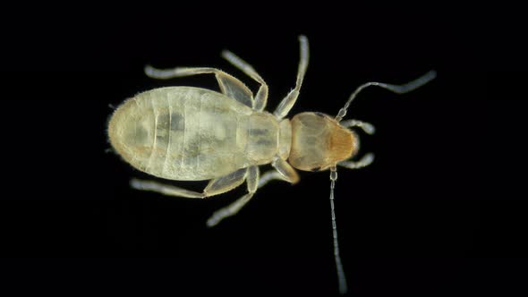 Book Lice Liposcelis Sp