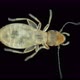 Book Lice Liposcelis Sp - VideoHive Item for Sale