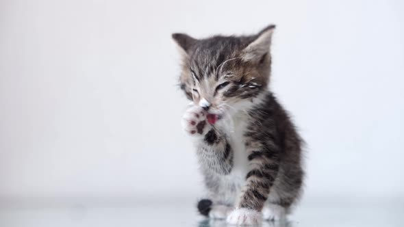 Kitten Licks Its Lips After Eating Washes with Its Paw