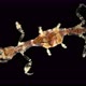 Skeletal Shrimp or Sea Goats, Caprellidae Under the Microscope, a Family of Crustaceans From the - VideoHive Item for Sale