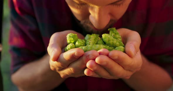 Closeup on the Hands of a Man Smelling a Handful of Fresh Hop Cones Used in Making Beer