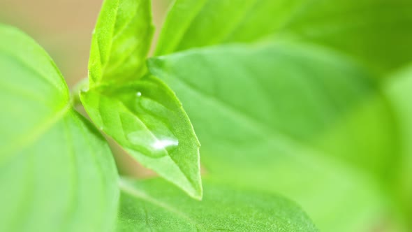 Super Slow Motion Shot of Water Droplet Falling on Fresh Green Leaf at 1000Fps