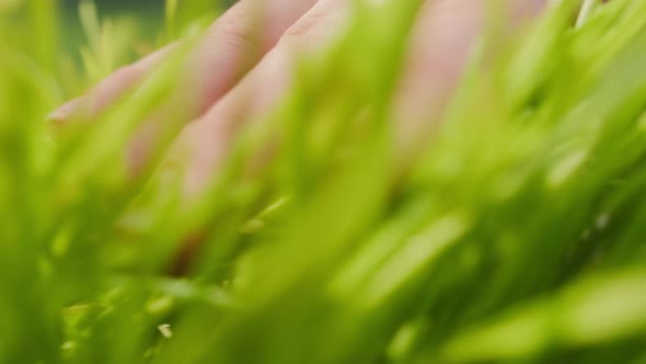Fingers Touching Fresh Green Grass with Hand