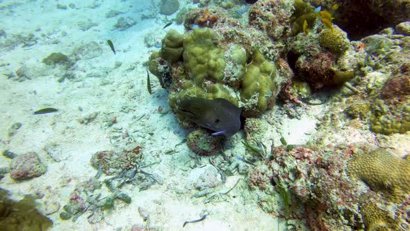 Moray eel hiding between corals in the shallow reef, equator Maldives