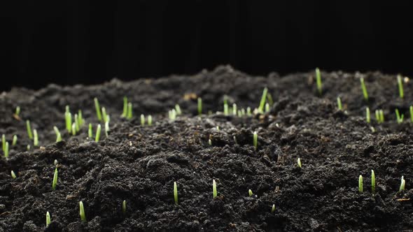 Growing Plants in timelapse,Wheat Sprouts Germination Newborn Plant