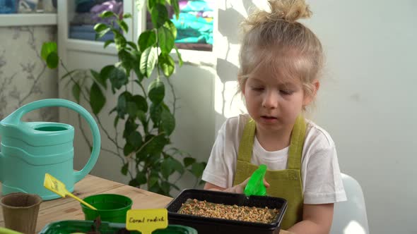 Little Blonde Girl in an Apron is Engaged in Planting Seeds for Seedlings of Micro Greens Spraying