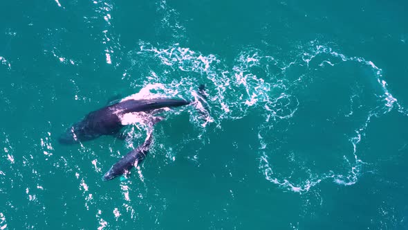 Aerial view of a Humpback Whale mother and her calf, Queensland, Australia
