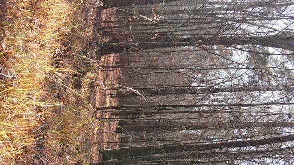 Vertical Video of a Forest Landscape on an Autumn Day in Ukraine