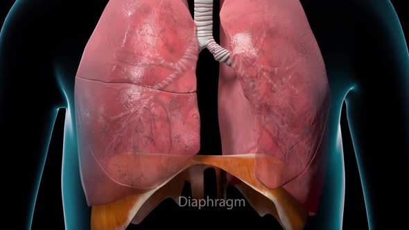 The diaphragm is a structure in the body made of muscle and tendon that expands and contracts lungs