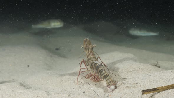 Unique underwater perspective view following a large prawn as it quickly walks along the ocean floor