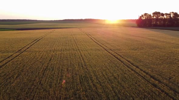 Spikelets of Barley Sparkle in the Evening Sun Above the Surface of Winter Barley in the Field